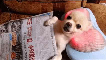 Massage Puppy GIF - Massage Puppy Dog GIFs