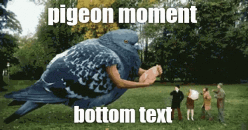Pigeon Moment GIF - Pigeon Moment Pigeon Moment GIFs