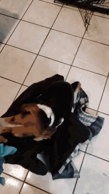 a dog laying on a blanket on the floor
