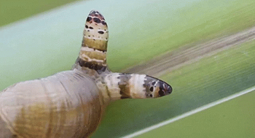 Weird Snail GIF - Weird Snail Parasite GIFs
