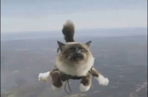 Pussy Free Frall GIF - Pussy Free Frall Skydiving GIFs