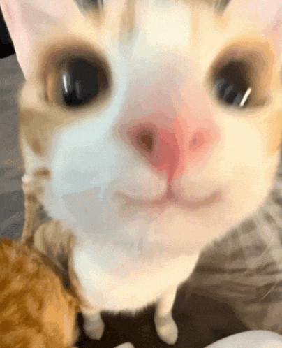 a close up of a cat 's face with a pink nose