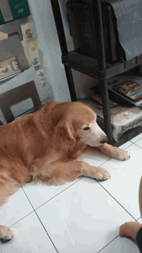 a dog is laying on a tiled floor next to a shelf with a bag of dog treats on it