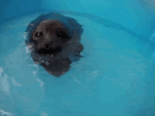 a seal is swimming in a pool of water with its mouth open .