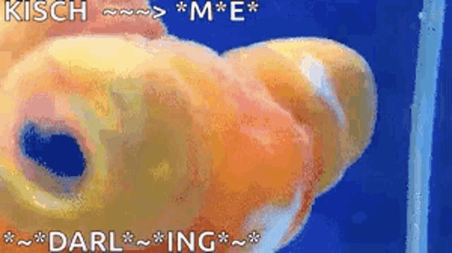 a close up of a goldfish 's mouth with the words kisch me darling written above it .