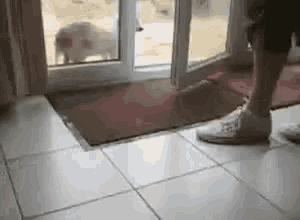 Dog Wiping Feet Doormat GIF - Dog Wiping Feet Doormat GIFs
