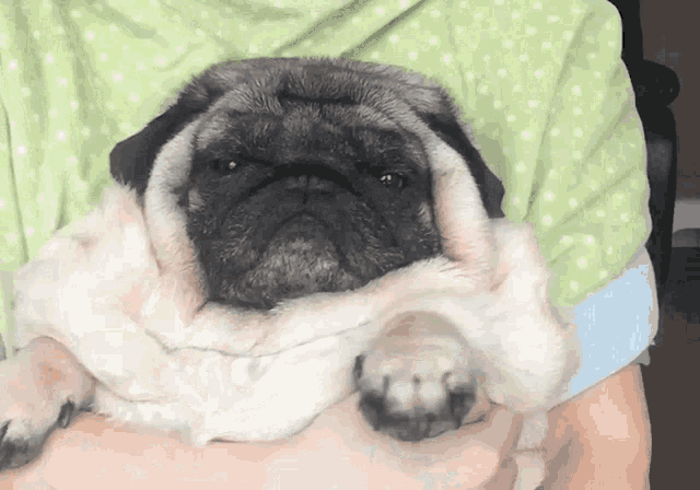 My Pug Boo Pug Life GIF - My Pug Boo Pug Life Lazy GIFs