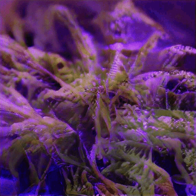 a close up of a pile of grasshoppers with purple background