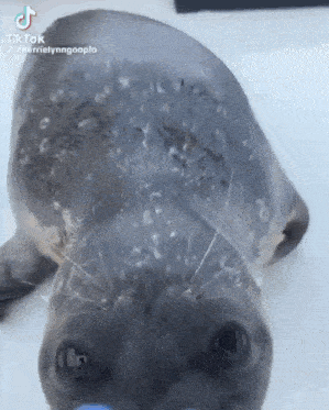 a seal is laying on its back and looking at the camera with its mouth open .