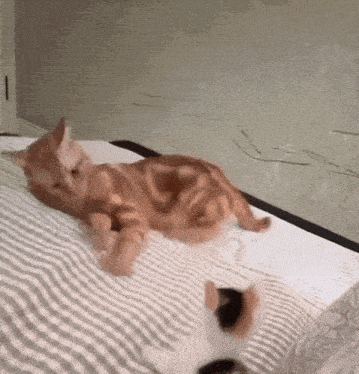 a cat laying on a bed with a striped blanket