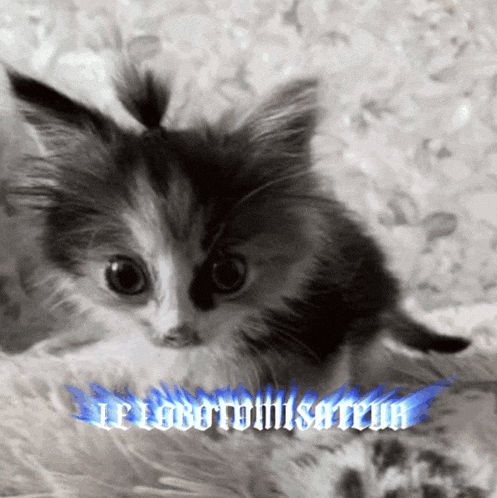 a black and white photo of a kitten with a blue flame behind it that says " le lobotomisateur "