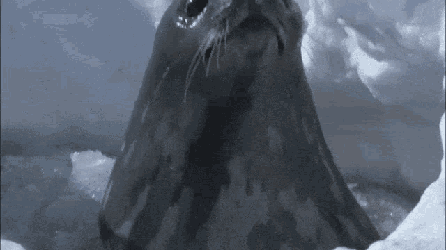 a seal is standing in the snow with its mouth open and looking at the camera .