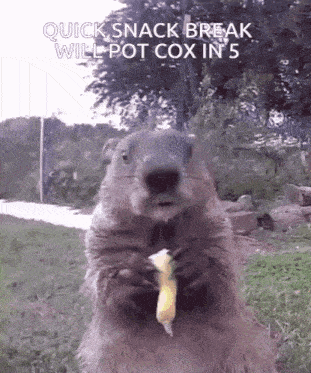 a ground squirrel eating a banana with the words quick snack break will pot cox in 5 on the bottom