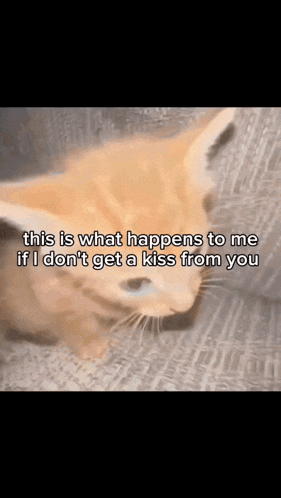 a cat with a caption that says " this is what happens to me if i don t get a kiss from you "