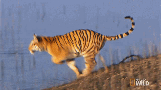 Tiger Jumping In The Water Cubs Will Be Cubs GIF - Tiger Jumping In The Water Cubs Will Be Cubs Secret Life Of Tigers GIFs