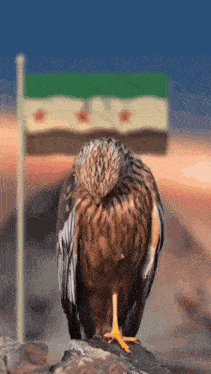 a bird sitting on a rock in front of a flag