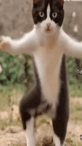 a black and white cat is standing on its hind legs in a yoga pose .