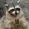 Coon Clap GIF - Coon Clap GIFs