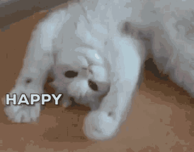 Happy Birthday GIF - Happy Birthday Cat GIFs