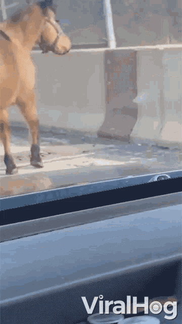 Horse Stuck Horse GIF - Horse Stuck Horse Horse In A Highway GIFs
