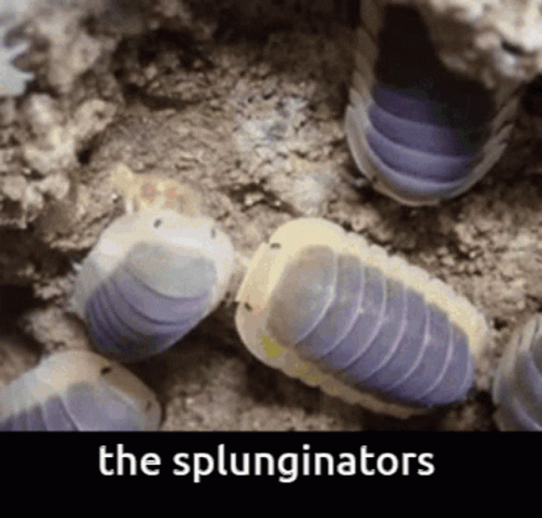 Splungers Isopod GIF - Splungers Splung Isopod GIFs