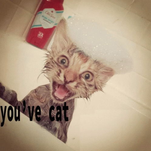 Areyoukidding Youvecattobekittenme GIF - Areyoukidding Kidding Youvecattobekittenme GIFs