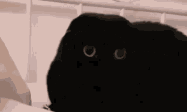 Black Cat Black GIF - Black Cat Black Scottish Fold GIFs