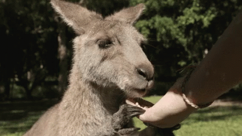 Kangaroo Nom Nom GIF - Kangaroo Nom Nom Eating GIFs