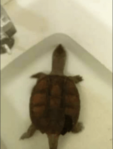 Arnold Snapping Turtle GIF - Arnold Snapping Turtle Turtle GIFs