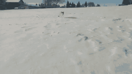 Dog Winter GIF - Dog Winter Running GIFs