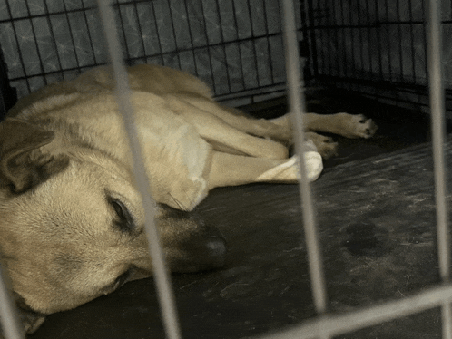 a dog is laying down in a cage with a bone in its mouth