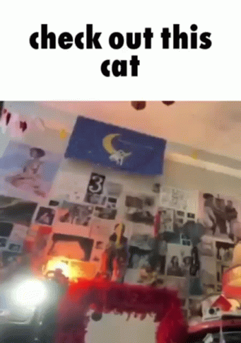Cat Check Out This GIF - Cat Check Out This Check Out This Cat GIFs