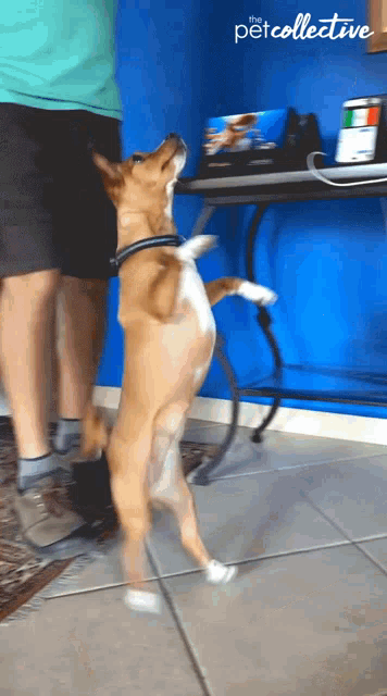 a dog is standing on its hind legs in front of a blue wall with the petcollective written on the bottom