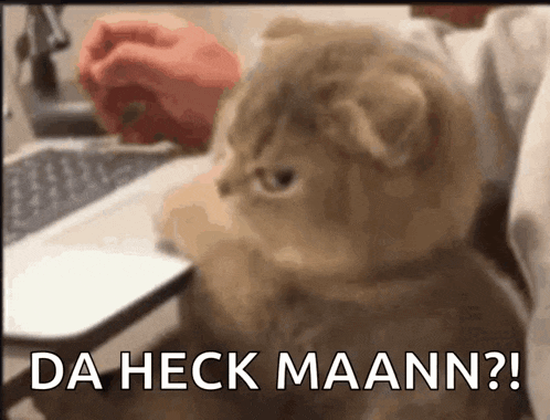 a cat is sitting in front of a laptop with the words da heck maann written below it