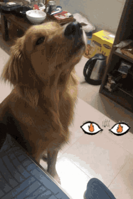 Ruocgu Lame GIF - Ruocgu Lame Funny Dog GIFs