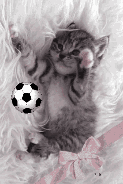 a kitten is playing with a soccer ball with the name b.d. on the bottom right
