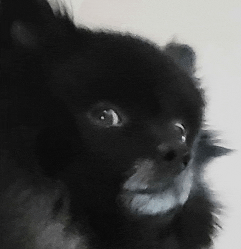 a close up of a black cat 's face looking at the camera