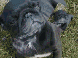 a black pug dog and a black pug puppy are sitting in the grass .