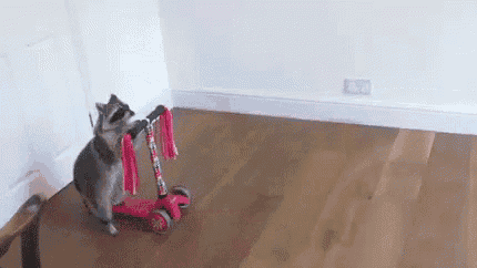 a raccoon is standing next to a red scooter on a wooden floor .