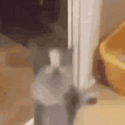a gray cat is standing next to a white pot on a table .