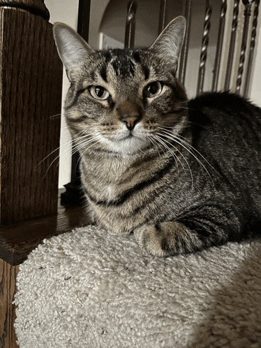 a cat laying on a staircase looking at the camera