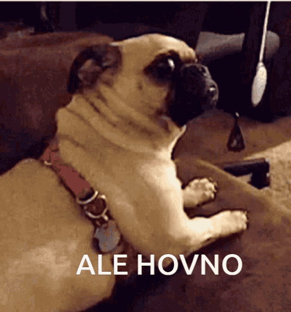 a pug dog is laying on a couch with ale hovno written on the bottom