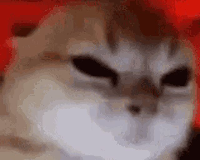 a close up of a cat with a red background .