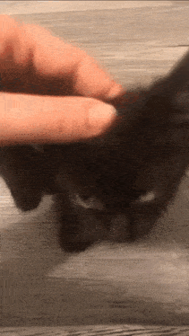 Cat Petting Cat GIF - Cat Petting Cat Meow GIFs
