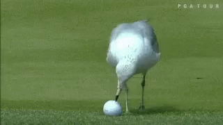 Golf Seagull GIF - Golf Seagull GIFs