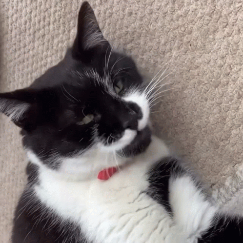 Judgy Ozzie Cat GIF - Judgy Ozzie Cat GIFs