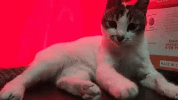 Meow Cute GIF - Meow Cute Cat GIFs