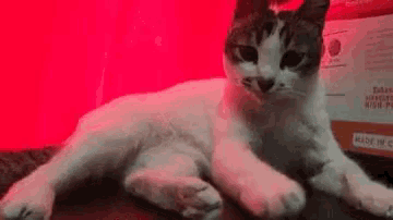 a white and black cat is laying on a table in front of a red background .