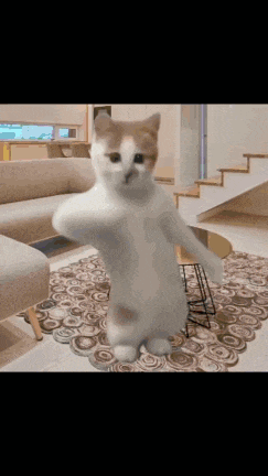 a cat is dancing in a living room with stairs in the background