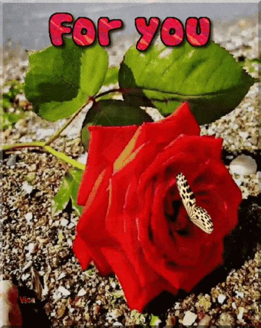 a red rose with a butterfly in it and the words for you